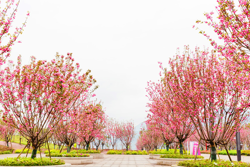 重庆綦江校区航拍,重庆綦江有哪几所大学