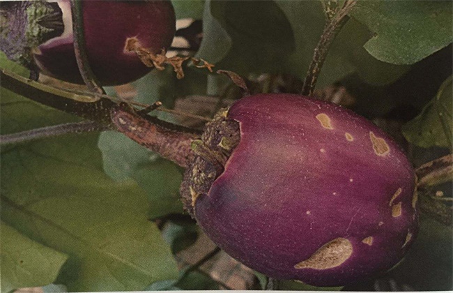 茄子畸形果,茄子有畸形果是什么原因