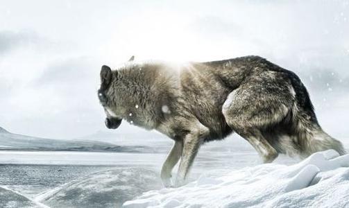 狼图腾巨大争议,狼图腾电影深度解析