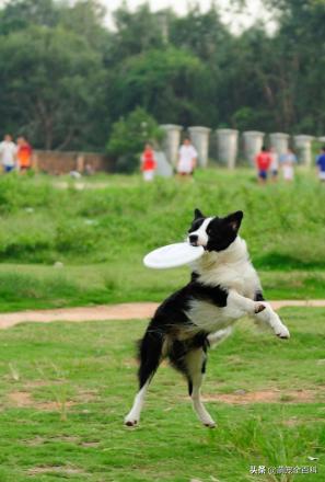 铲屎官必知的6个狗狗喂养好习惯,这几种犬不能在城里养
