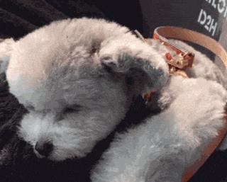 小泰迪能做立耳吗,立耳小泰迪视频