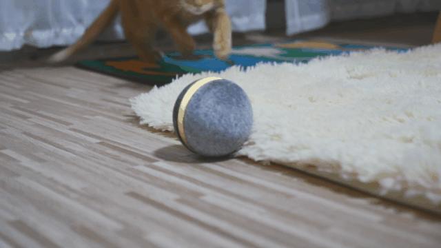 100%智能的小球，在寒冷的冬季撩猫逗狗