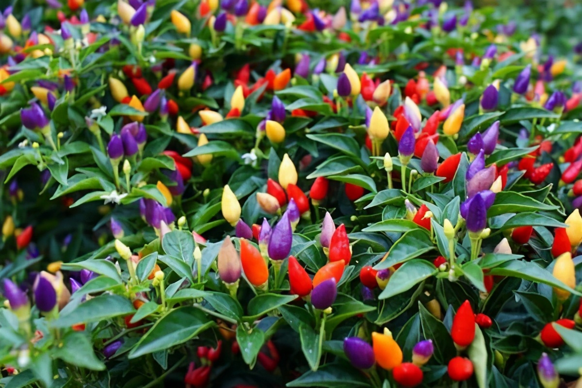 盆栽观果植物有哪些,观果植物具备哪些特征