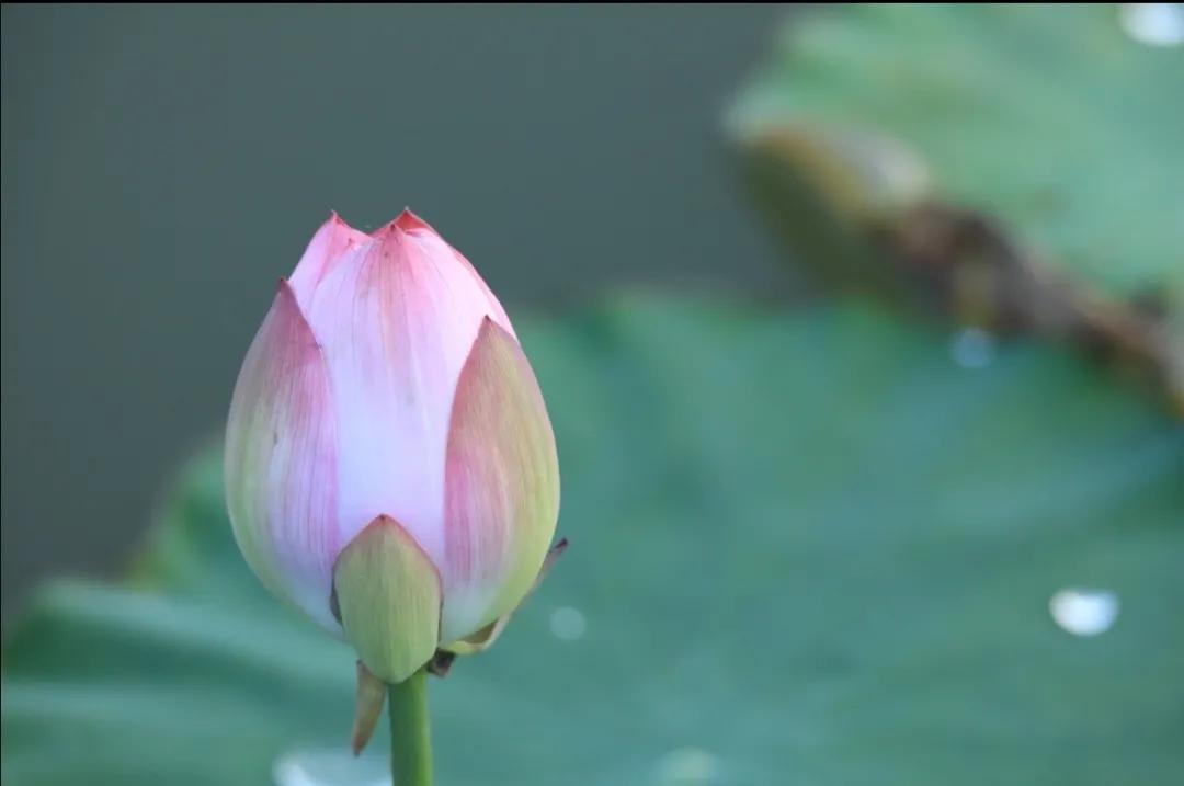 我和我的母亲——谨以此文献给曾经是老知青的母亲