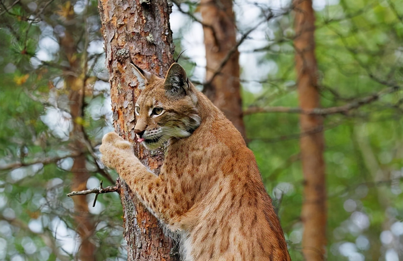 猞猁为何号称屠狼机器,猞猁屠狼机器