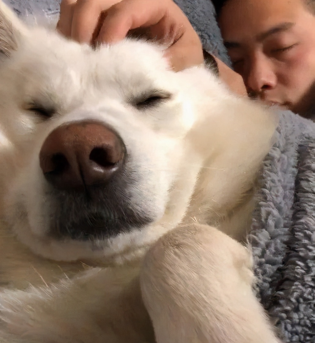 萨摩耶被主人洗了澡,萨摩耶进男主人家