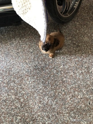 靓贝狗粮大粒,20公斤靓贝狗粮价格