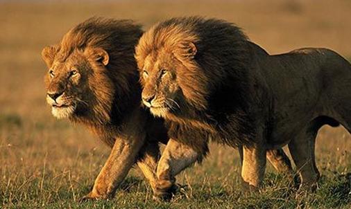 老虎VS狮子,会碰撞出怎样的火花?打得真厉害