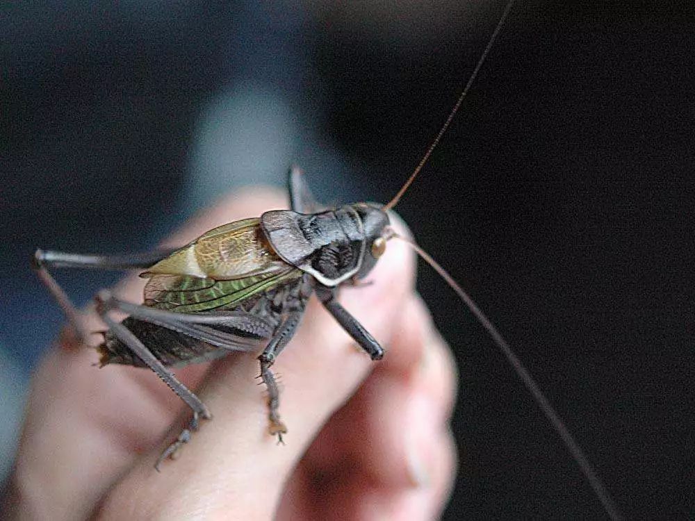 吸猫养狗和养猫的不同之处,养宠物猫比较流行的城市