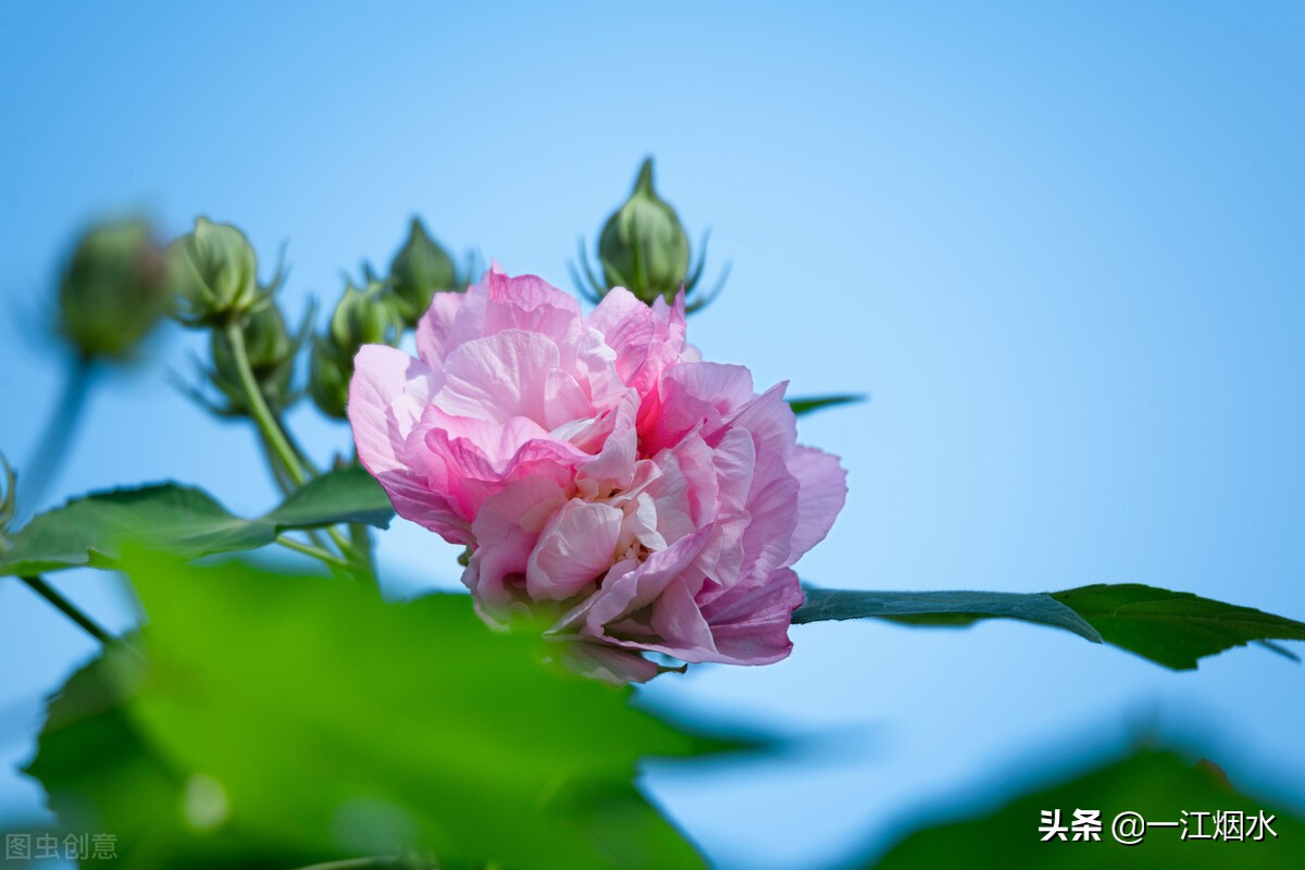 各种花的寓意和象征意义,各种花的花语和象征意义