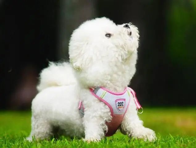 比熊犬这5部位碰不得,比熊身上有些地方的毛不是特别白