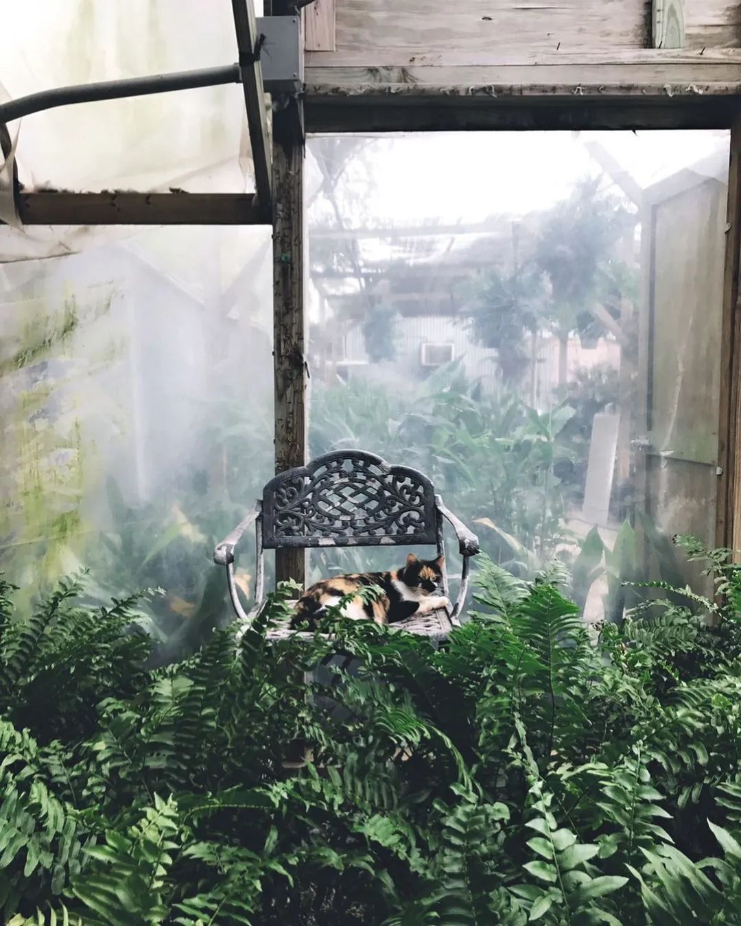 金盆洗手吧，植物杀手们