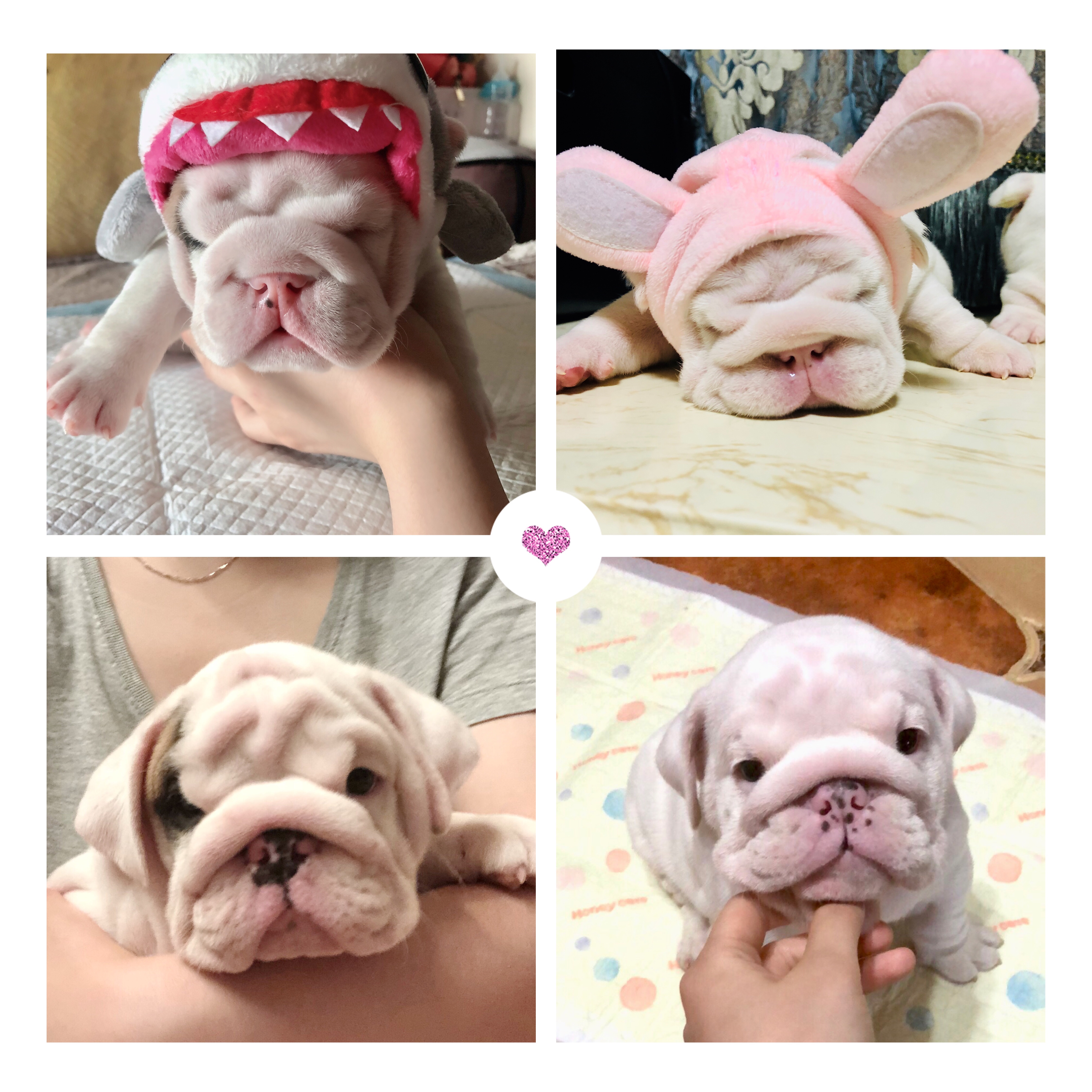 英牛怀孕成功率,英牛孕期多少天