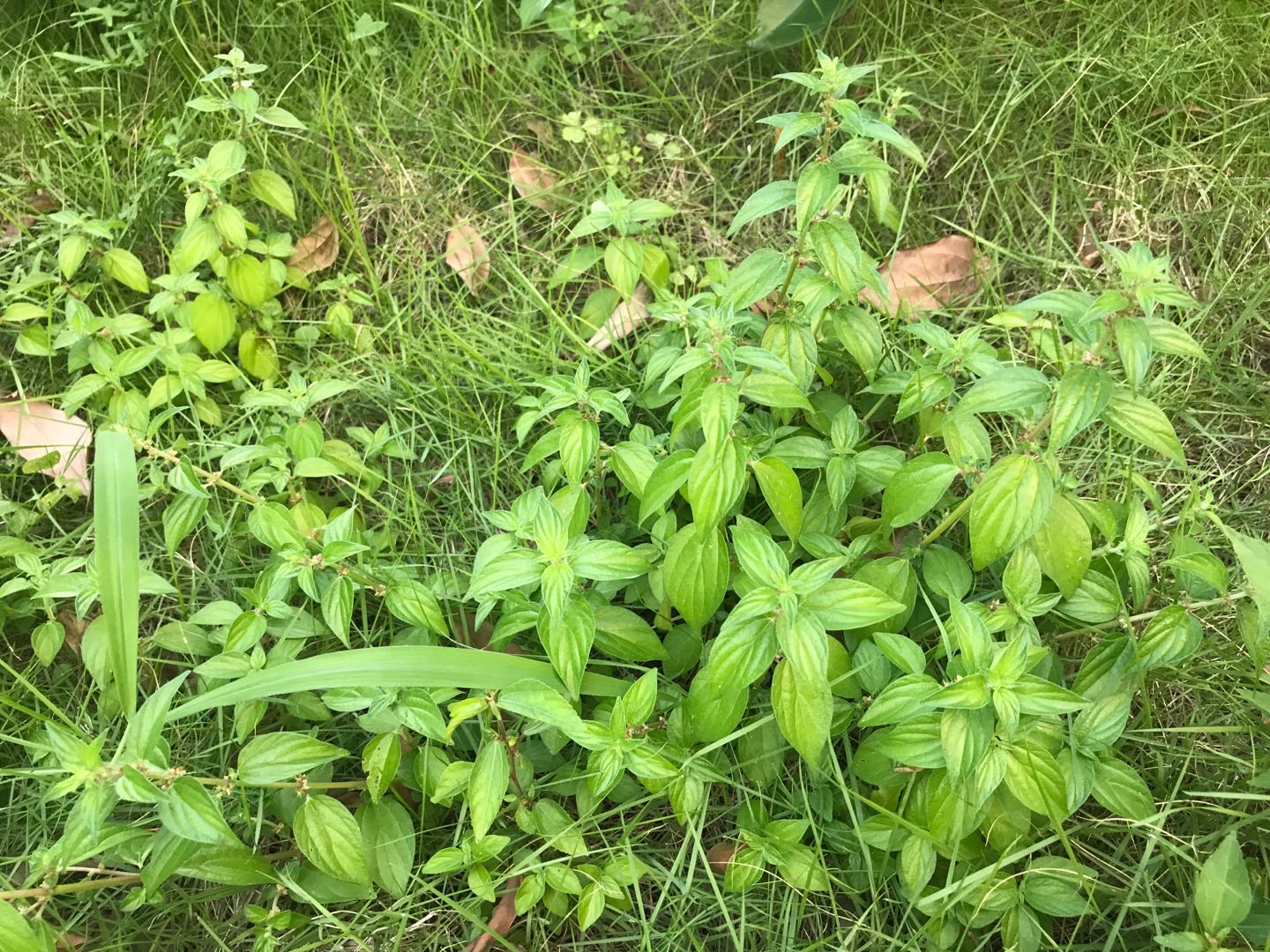 雾水葛治病民间偏方,查草药雾水葛的功能与主治