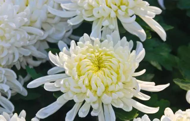 养花如何不把花养死,养花老是养死