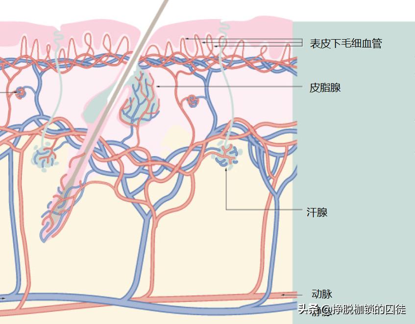 室内游泳池里为何有尿,为什么泳池有尿