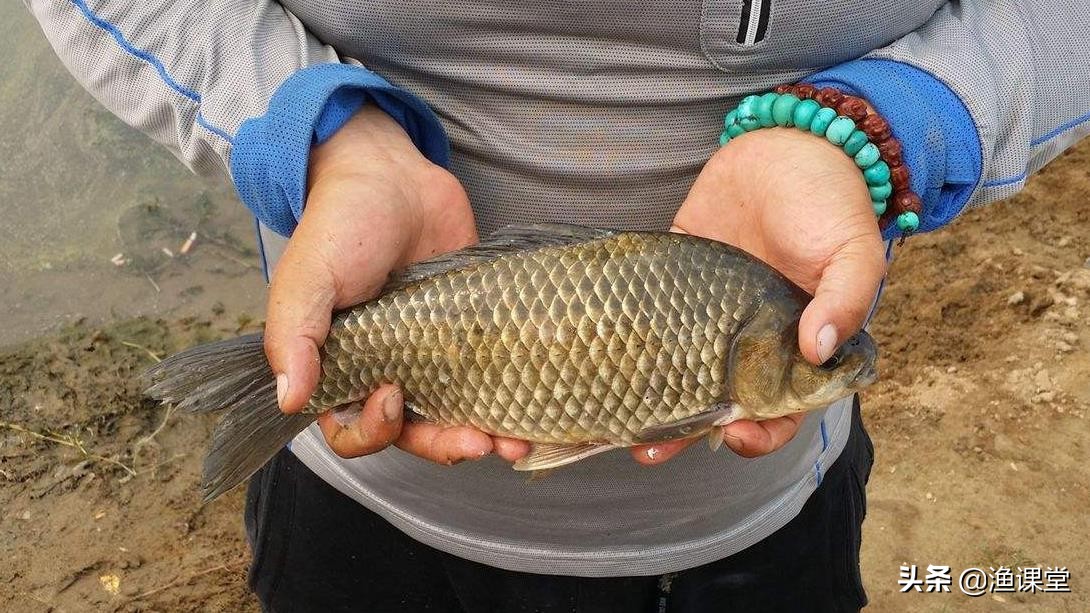 秋钓大板鲫鱼技巧视频,秋钓鲫鱼如何避免小鱼闹钩