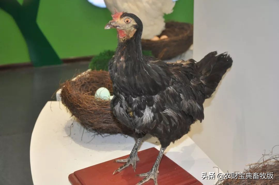 高端绿壳营养蛋,绿壳乌鸡蛋什么样