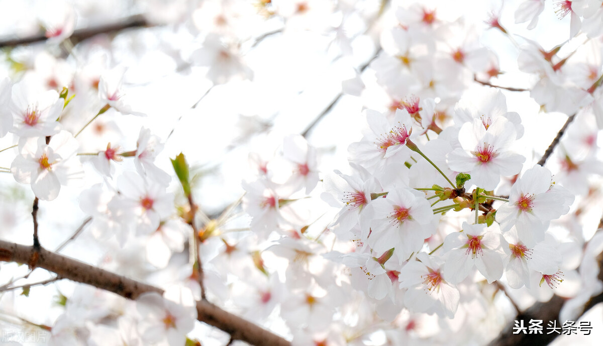 千里无鸡鸣上半句有哪些,千里闻鸡鸣白骨露于野类似的诗句