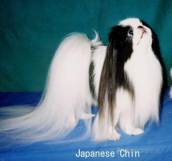 家庭寄养如何挑选宠物犬,如何挑选一只健康的宠物犬文献