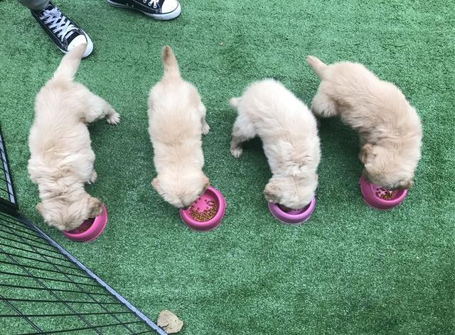 选家狗的正确方法和技巧,懂行的人怎么选狗