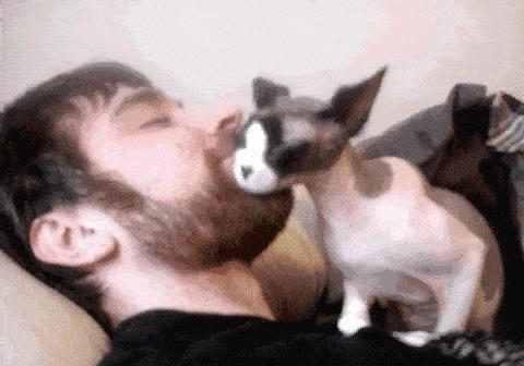 如果舔猫一口猫会怎样,猫猫能舔到全身吗