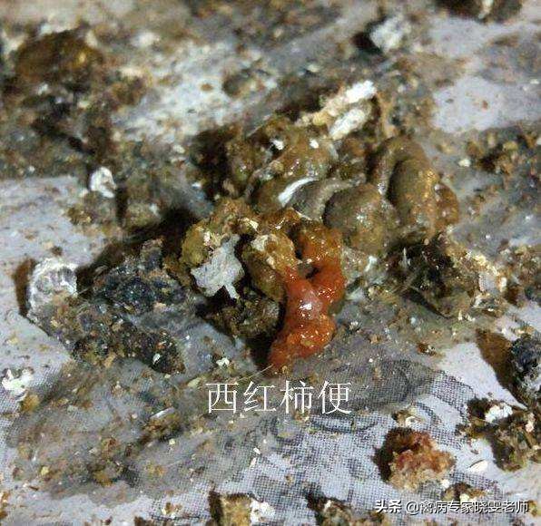 鸡拉血便相当于“自杀”？关于球虫病你知道多少？