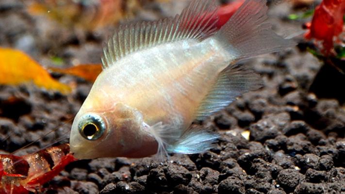 迷你鹦鹉幼鱼成长记,迷你鹦鹉鱼宝蓝幼崽