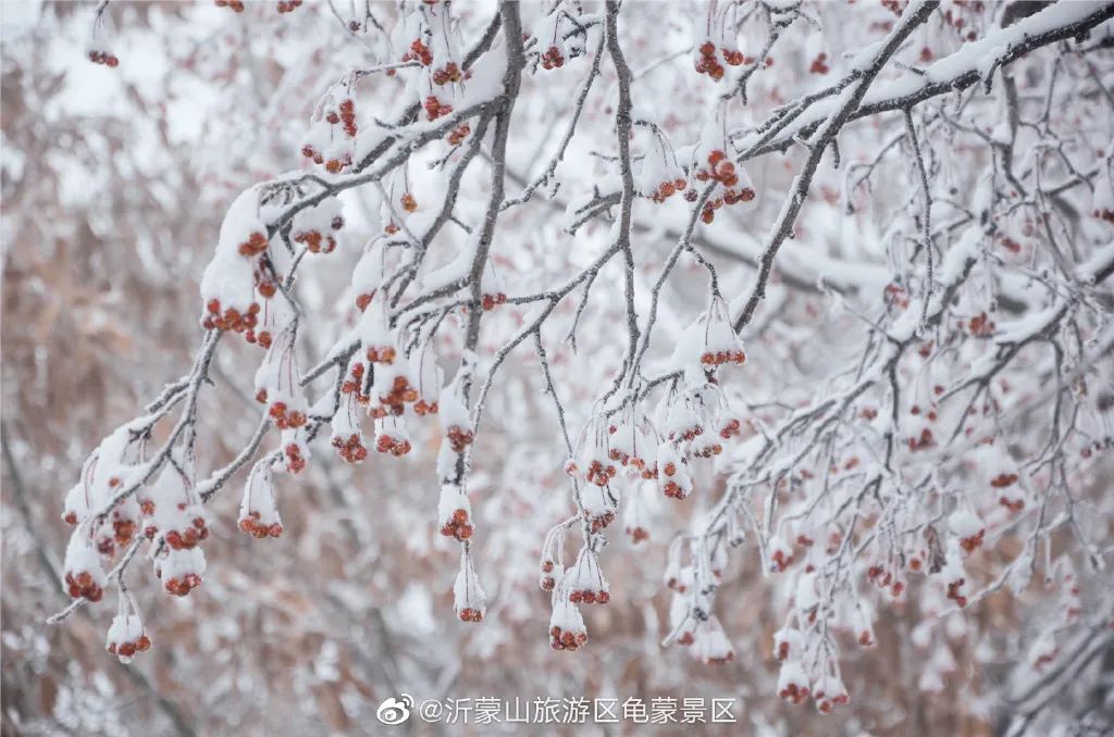 等一场雪，邂逅最美山“冬”｜冬游齐鲁