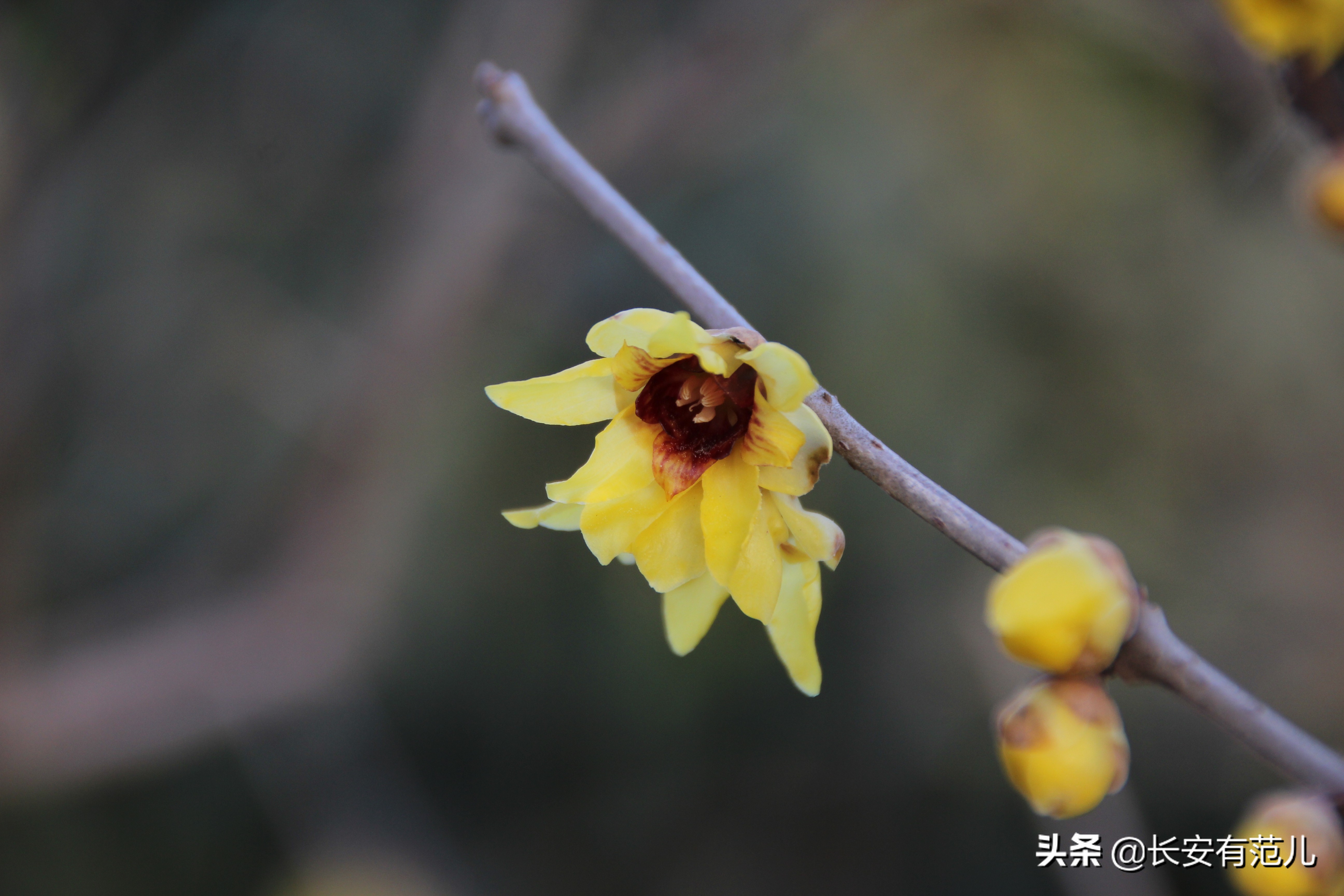 蜡梅和梅花的区别图,蜡梅和梅花的生长环境有何区别