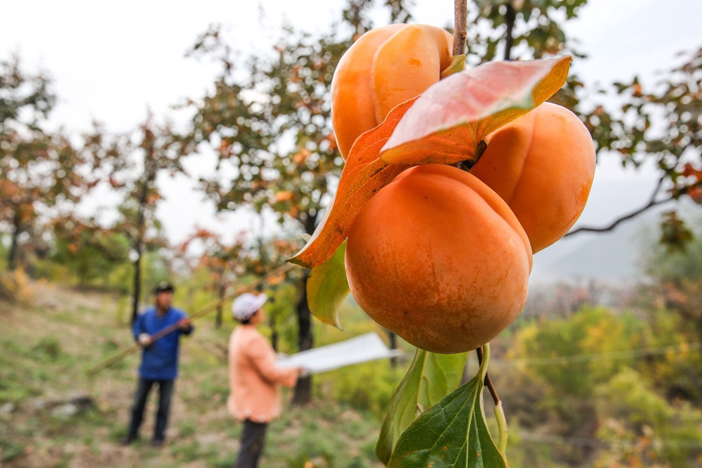 北京磨盘柿子采摘季节,磨盘柿子最佳采摘期