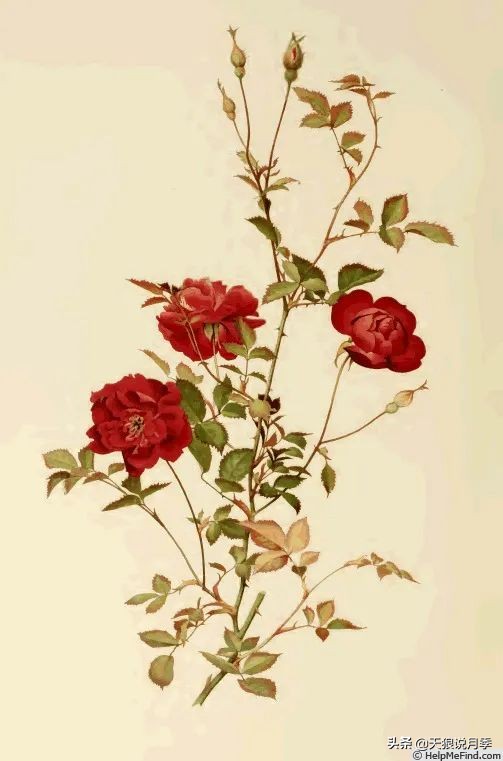 天狼月季申请品种保护吗,天狼育种在国际上是什么水平