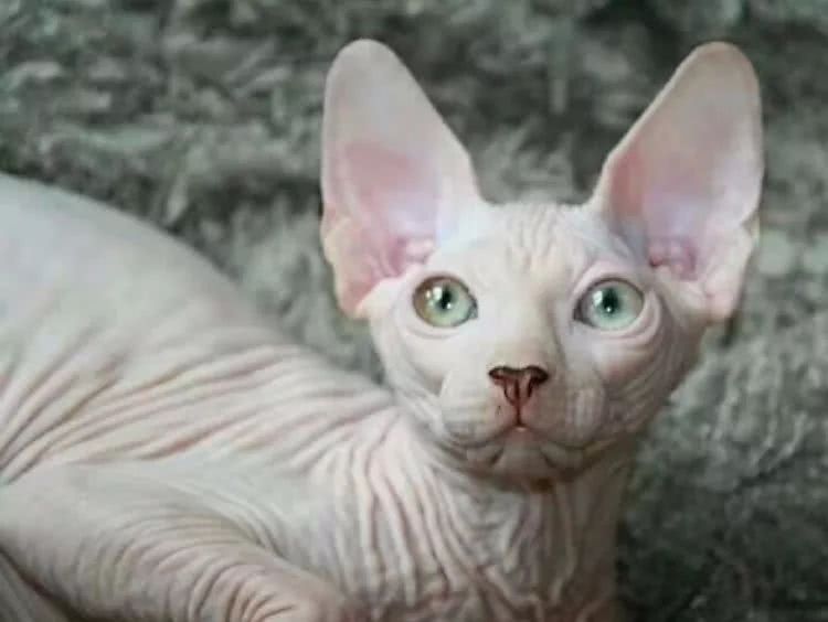 如果你曾被调侃长得像外星人，恭喜你，进军时尚圈的机会来了！