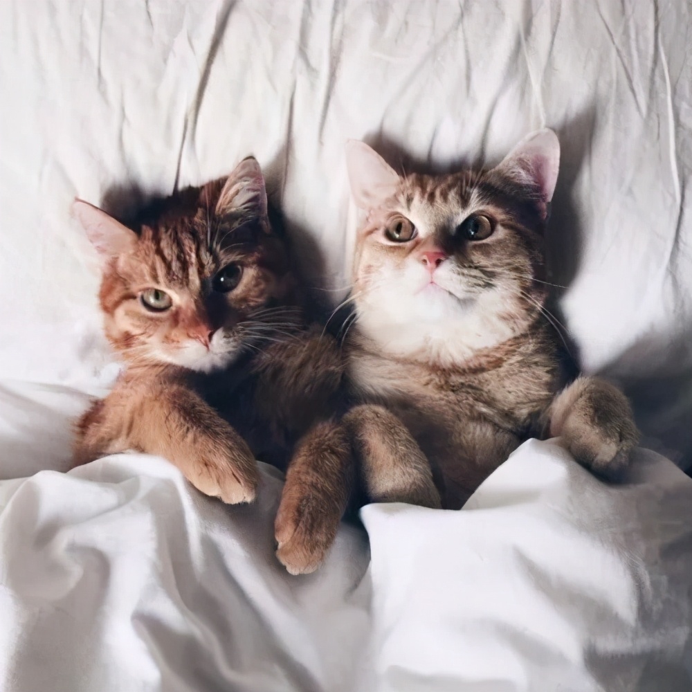 猫咪发情了怎么办?做好这几点,你也是个专业的铲屎官