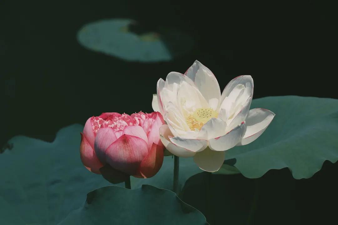 观福建农林大学的荷！赏尽一池清趣