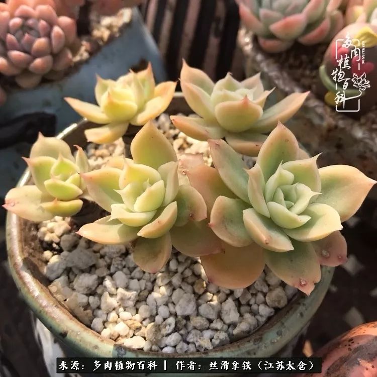 秋叶将落,秋叶即将落下你依然美丽