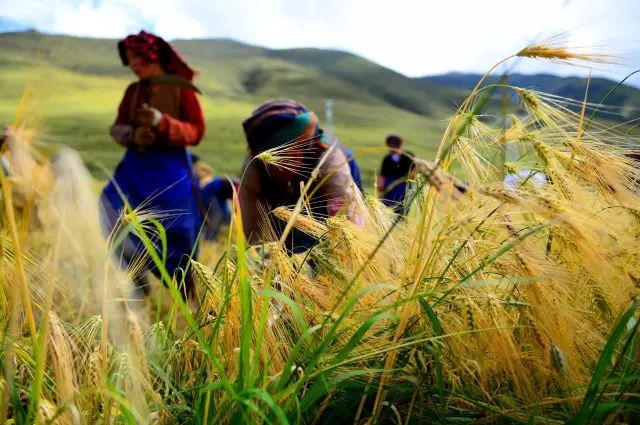 糍粑是由什么做的,糍粑一般在什么季节吃