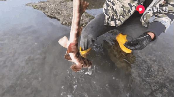 西瓜视频赶海活动,西瓜视频赶海