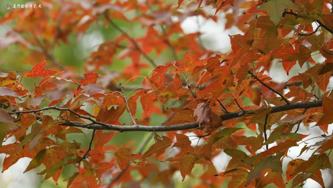 速来！园博苑有让*欲人**罢不能的季相变化之美，还有众多萌物陪伴你~
