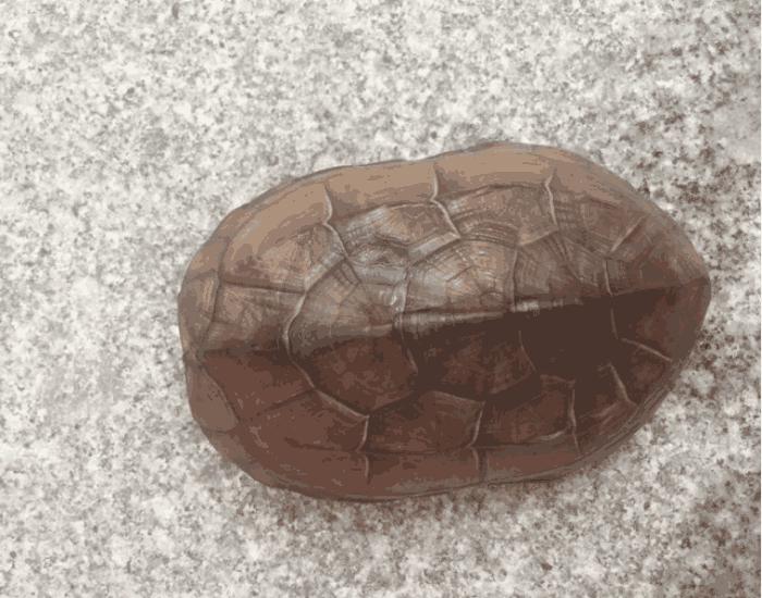 巴西龟在哪里泛滥成灾呢,巴西龟是泛滥物种为什么不吃掉它