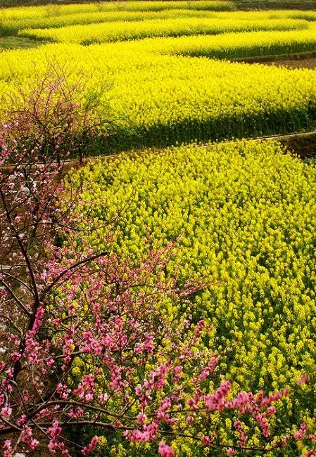 清明古诗词集锦,清明古诗词文案