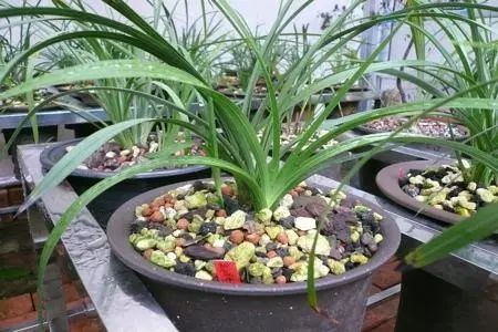 曾是天价兰的品种,天价兰品种