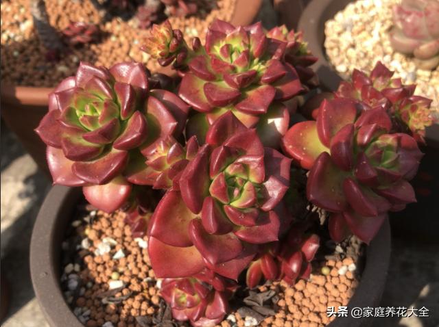 多肉根烂了，原因有3点，简单一解决，多肉好漂亮