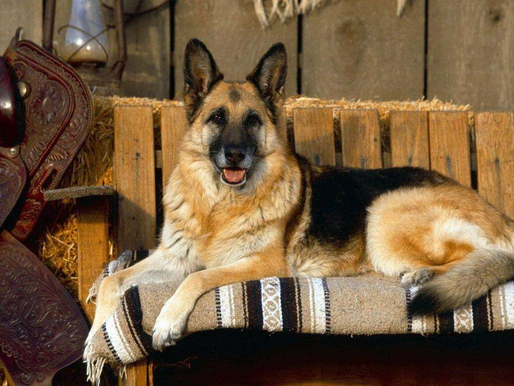 警惕性最高的十种狗,狗服从性训练有哪些