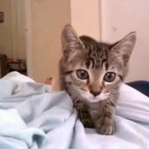 猫咪为什么老是揍主人,猫咪为什么揍年轻人