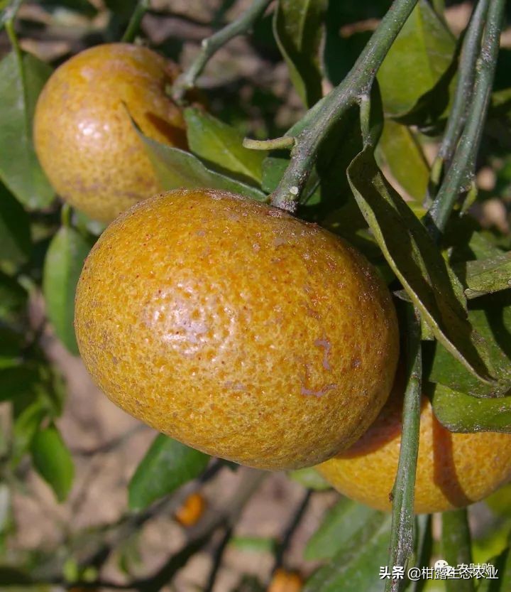 10类常见虫害高清图谱含防治方案,20种病虫害防治集合