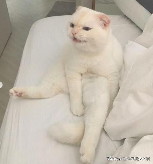 不是《武林秘籍》是《撸猫秘籍》，猫咪被撸时最爱的7个位置