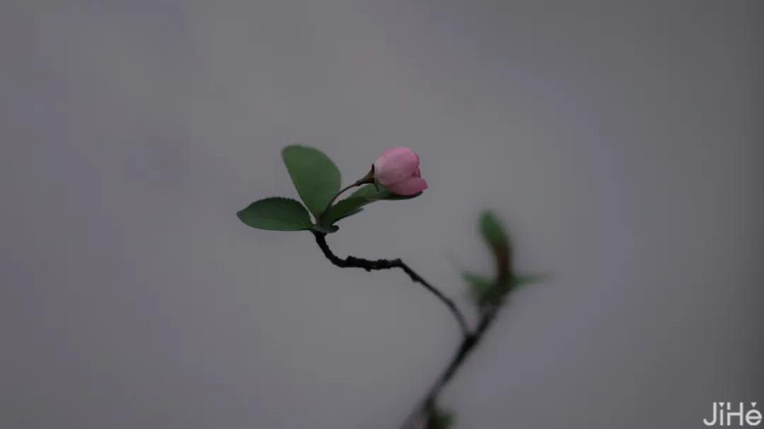 眺云海秘境、西子春晓，每一家都是旅行艺术，带你躺入春天~