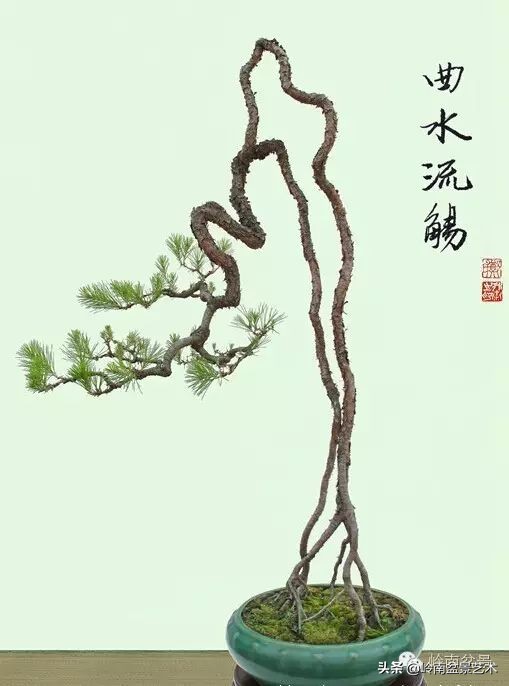 以根代杆下细上粗式盆景图片,十种适合吊着养的盆景