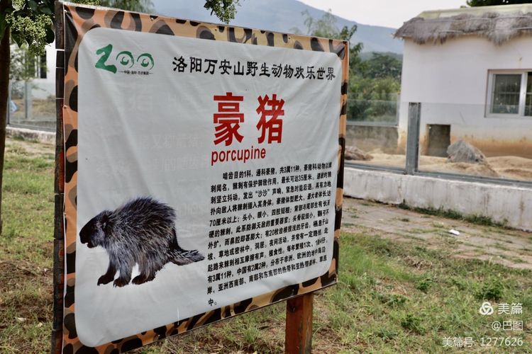 游玩万安山,洛阳万安山游玩攻略